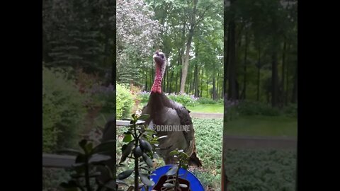 Funny Gobbler Pecks at Window 🦃 #Shorts