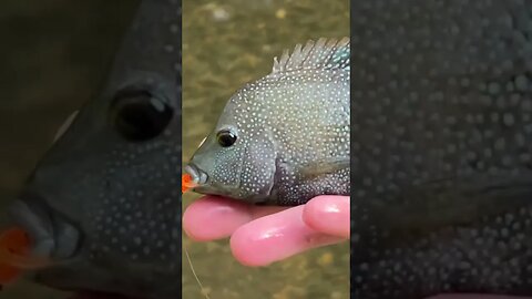 Rio Grande Cichlid underwater eat!! #fishing #creekfishing #panfish #cichlid #shorts #gopro