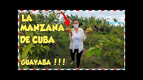 🔴 UN DÍA CONMIGO en los CAMPOS DE CUBA 🏡 / Jardín de PLANTAS SUCULENTAS 🌵