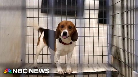 Former animal testing lab becomes sanctuary for rescued animals