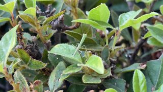 Baby Praying Mantis