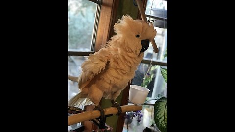 Cockatoo gets extremely excited for bath time