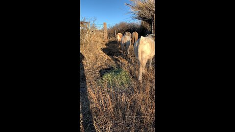 Moving Steers Into the Corral