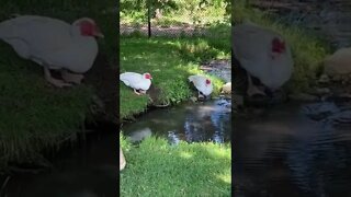 Muscovy Ducks drinking water