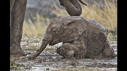 Mother and Calf Rescued from Muddy Tomb | Sheldrick Trust