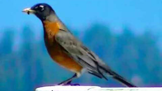 IECV NV #365 - 👀 American Robin In The Neighbors Yard 🐦And Tree 🌲5-28-2017