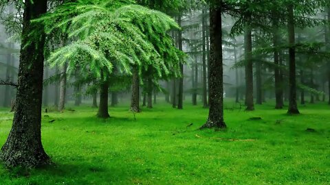 Barulho de chuva na floresta para relaxar e dormir