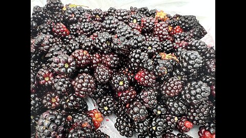 Blackberries!