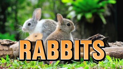 Facts About Rabbits