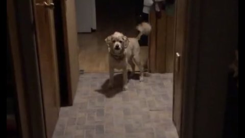 Carrot-loving dog leads owner to fridge for healthy snack