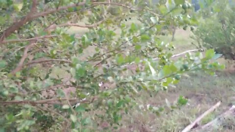 lime growing on the tree