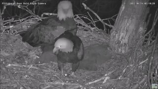 Hays Bald Eagles Dad and Mom Defends the Nest from an Intruder 41422 2:09am