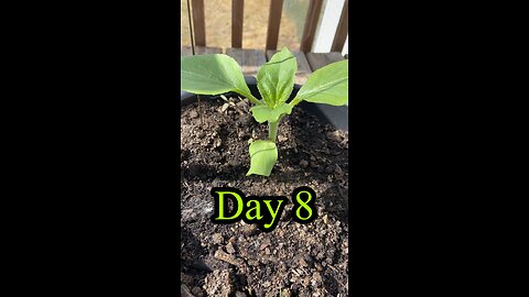 Plant growth daily update day 8