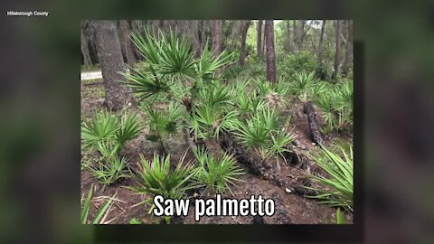 Saw Palmetto | Sarah's Walking Club Fall Scavenger Hunt