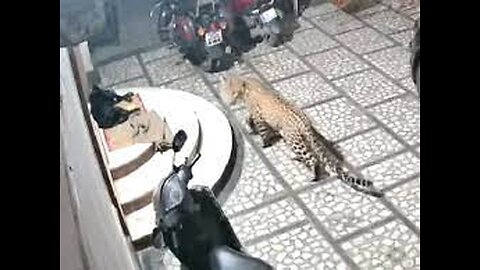 leopard attacked a dog in-side the house-|pour dog fought back| live video caught on cctv