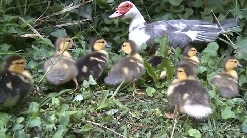 Ducklings In Grass