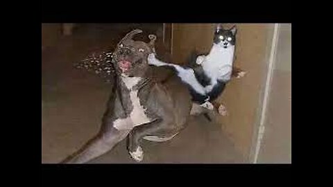 Funny Cats / Dogs - Funny Animal Videos | You Laugh You Loose