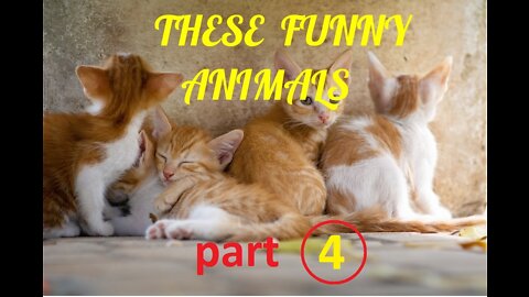 these funny animals - 4