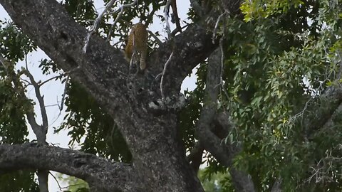 Leopard Risks Death For Dinner _ Planet Earth III _ BBC Earth