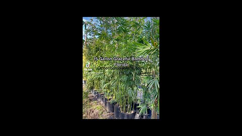 15 Gallon Graceful Bamboo Plants 407-777-4807