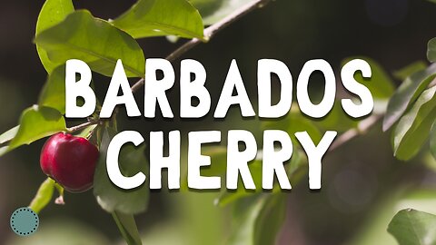 How To Grow ~ Barbados Cherry