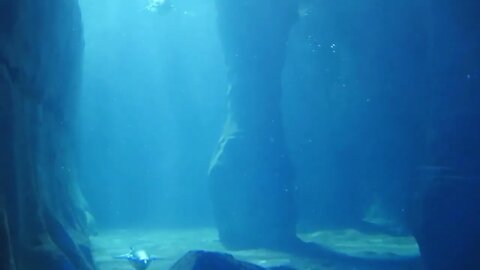 Gentoo penguins swim through the cold water