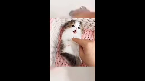 Cute Cat WhatsApp status tamil