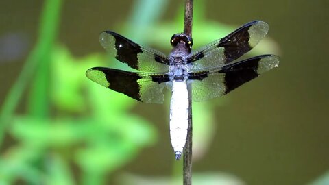 Wildlife Photography close ups from Our Southern Illinois Land