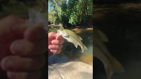 5th fish of the day! Largemouth bass! #fishing #outdoors #nature