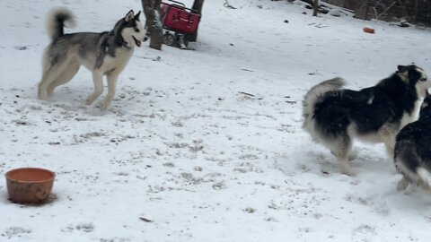 Normal husky play