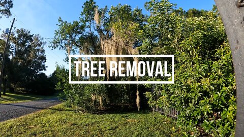 One Man Tree Removal in Florida Landscape