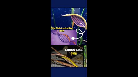 Amazing God's creation 😳/ Sea Animals/ Looks like DNA🤯