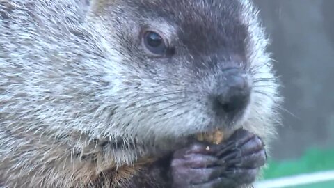 Gordy the Groundhog has died, Milwaukee County Zoo announced