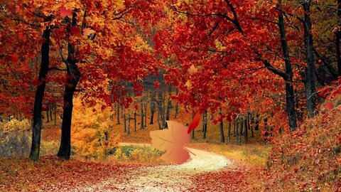 Autumn Forest, Sleep Music, Stress Relief, Peaceful Relaxing Instrumental Music