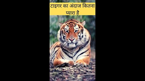 टाइगर का अंदाज कितना प्यारा है😱Tiger's style is so cute