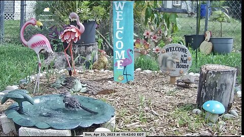 Mockingbird On Bird Bath