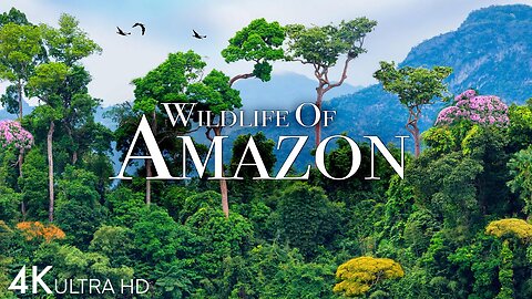 Amazon 4k - The World’s Largest Tropical Rainforest | Relaxation Film with Calming Music