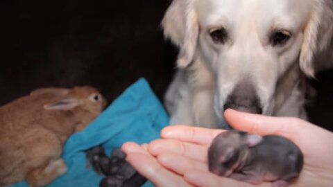 Golden Retriever and Baby Bunnies 2 days old [Best Dog Reaction Ever]