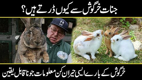 Hidden And Interesting Facts About Rabbits in Urdu Hindi | Urdu Cover