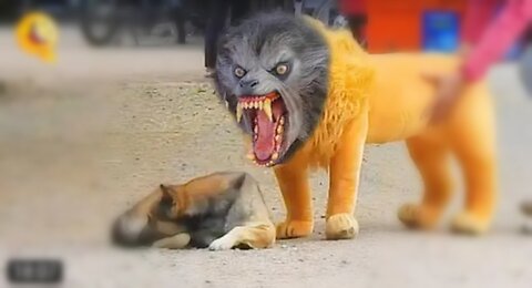 Troll Prank Dog Funny & fake Lion and Fake Tiger Prank To dog & Huge Box Prank to dog