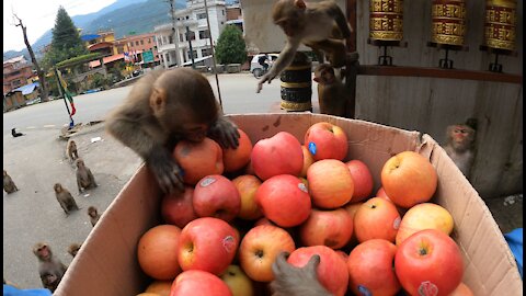 Free fruits for wild monkey | Thank you sharma sir for providing apple | feeding apple to the monkey