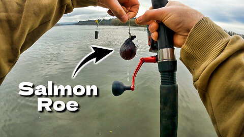 Sturgeon Fishing With Salmon Roe