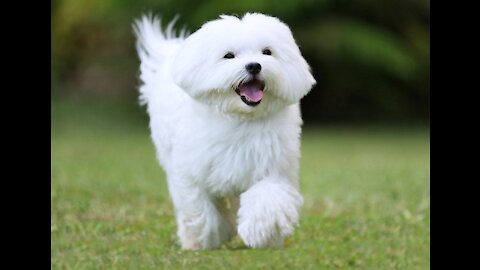 TOP 10 Dog Breeds You Can Leave Alone At Home