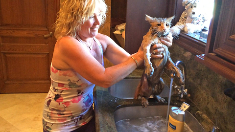 Jack the Cat tolerates getting a bath in the sink