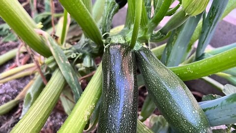 Garden slide show, tomatoes, squashes, beans, apricots, plums, peaches, etc at backyard garden.