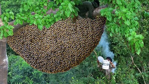 Primitive Technology: Amazing Found Catch A Giant HoneyBee For Food On The Big Tree