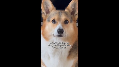 5 logical reason to get a corgi😍