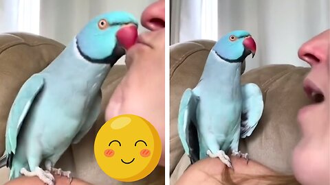 Cute parrot: you should watch.