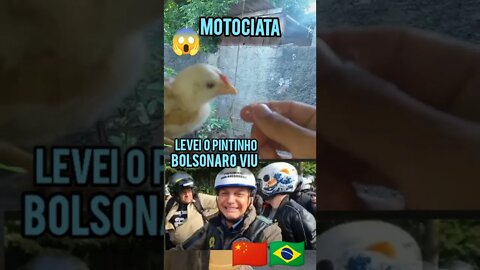 o Pintinho na motociata e Bolsonaro viu e riu Levei ele