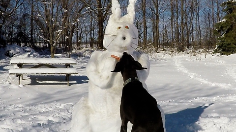 Blind old Great Dane caught stealing from Easter Bunny